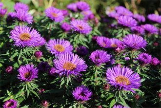The Colour Purple by Alice Walker